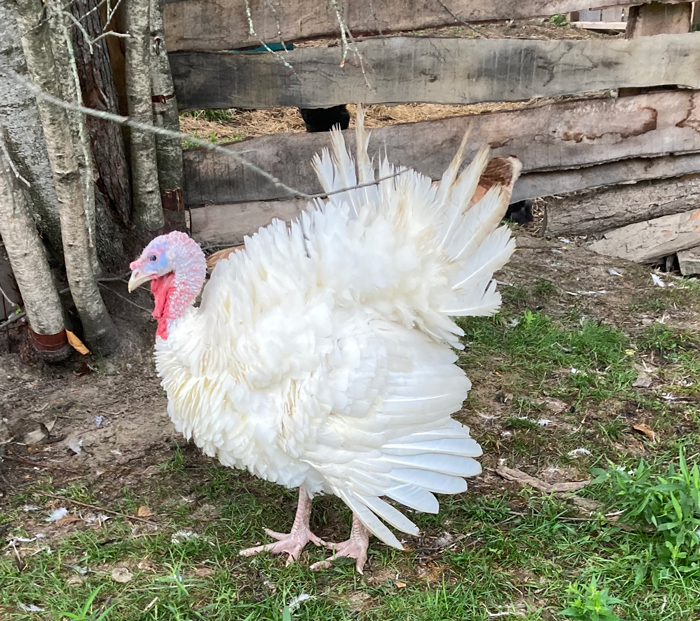 white-turkey